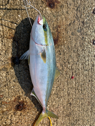 ハマチの釣果