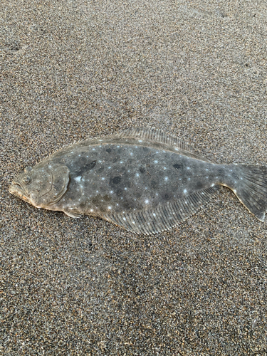 ヒラメの釣果