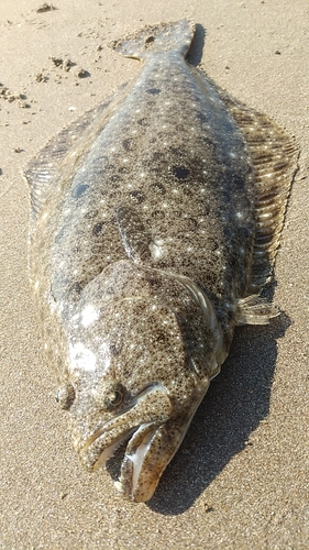 ヒラメの釣果