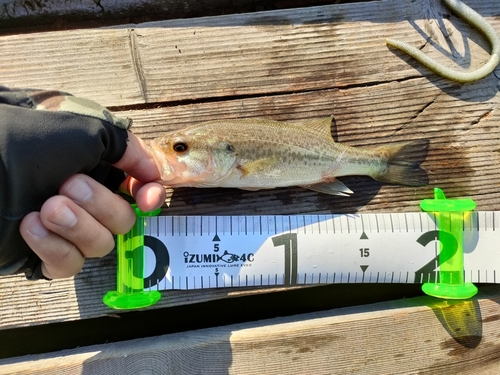 ブラックバスの釣果