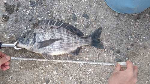 クロダイの釣果