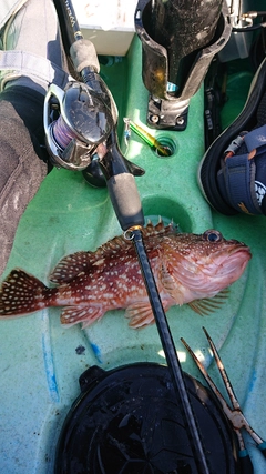 アラカブの釣果