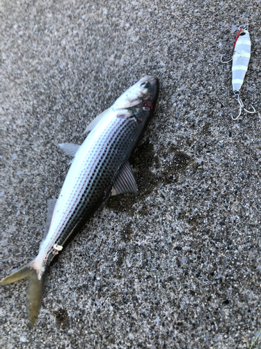 コノシロの釣果