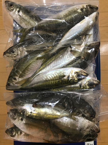 アジの釣果