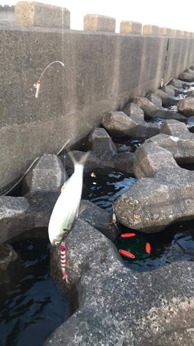 コノシロの釣果