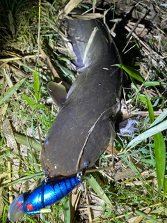 ナマズの釣果