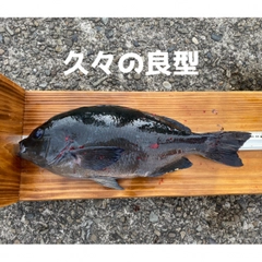 グレの釣果