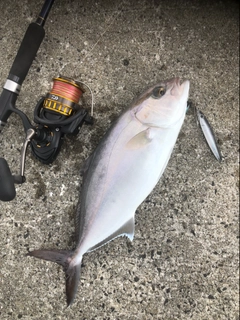 ショゴの釣果