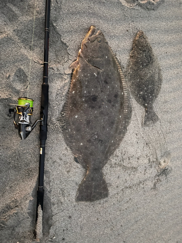 ヒラメの釣果