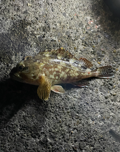 カサゴの釣果