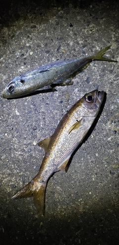 クロムツの釣果