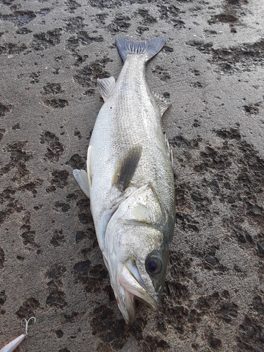 スズキの釣果