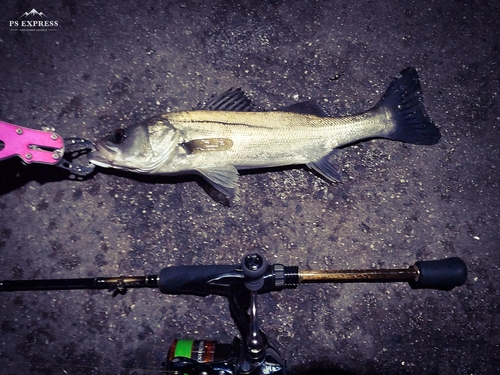 シーバスの釣果