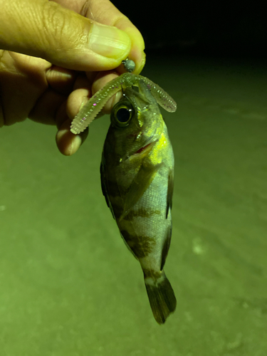 メバルの釣果