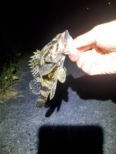 タケノコメバルの釣果