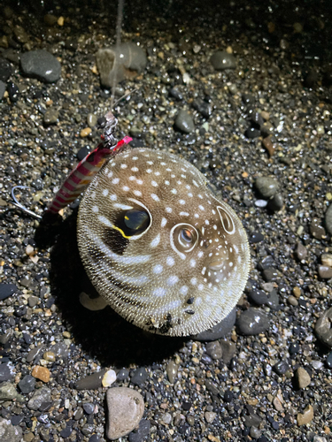 サザナミフグの釣果