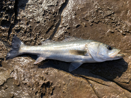 セイゴ（マルスズキ）の釣果