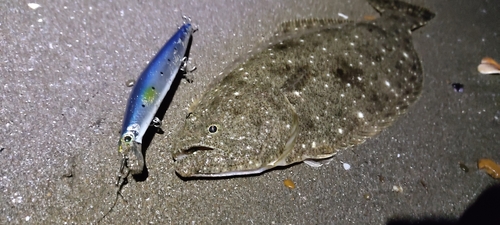 ヒラメの釣果