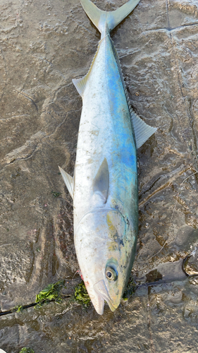 ブリの釣果