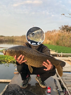 コイの釣果