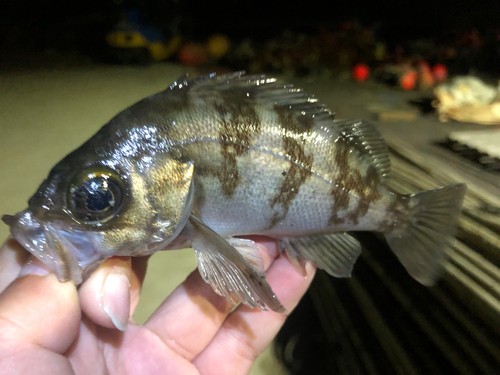 メバルの釣果