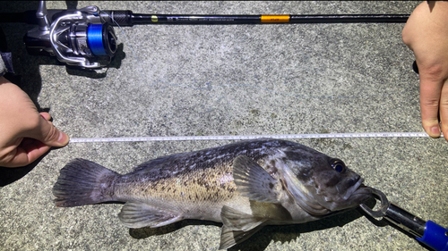 クロソイの釣果