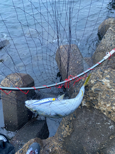 イナダの釣果