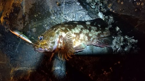 アラカブの釣果