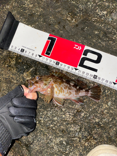 カサゴの釣果