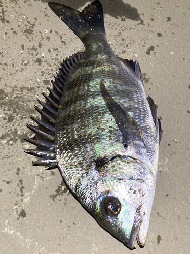 チヌの釣果