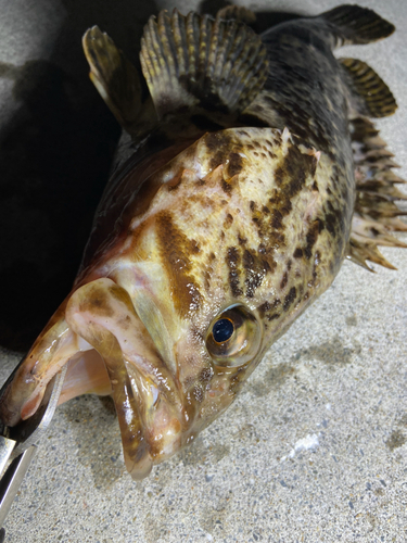 ベッコウゾイの釣果