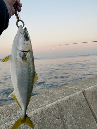 ハマチの釣果