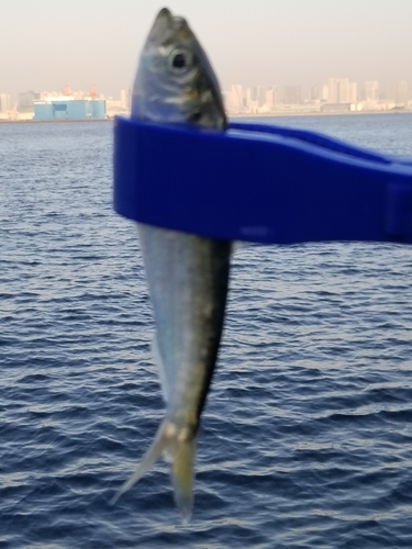 サッパの釣果