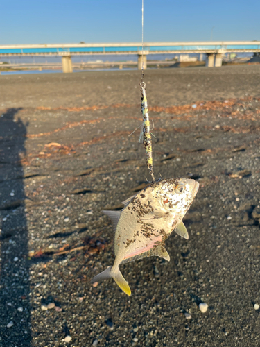 メッキの釣果