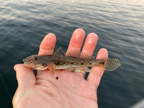 マハゼの釣果