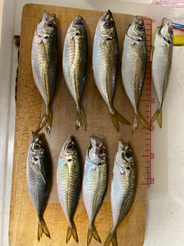 アジの釣果