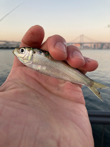 サッパの釣果