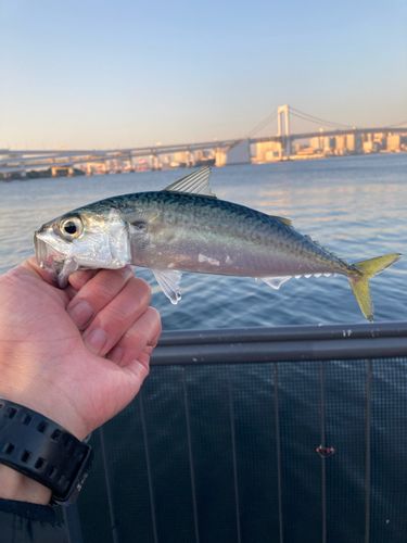 サバの釣果