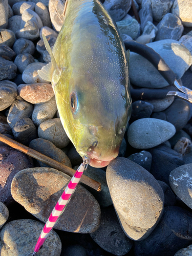 シロサバフグの釣果