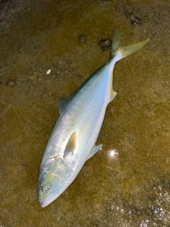 イナダの釣果