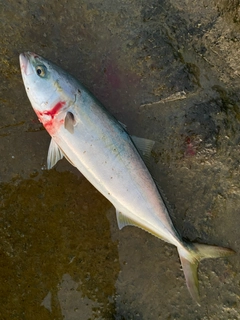 イナダの釣果