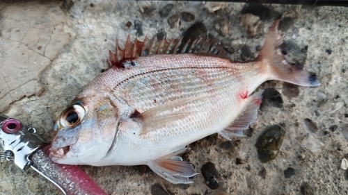 チャリコの釣果