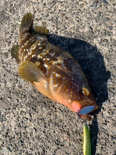 アコウの釣果