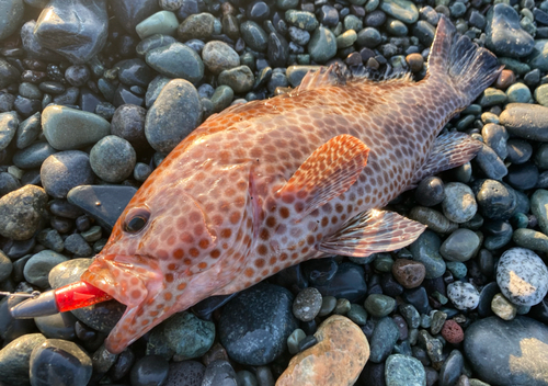 オオモンハタの釣果