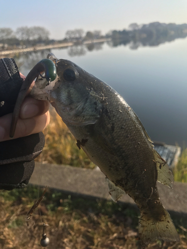 ラージマウスバスの釣果