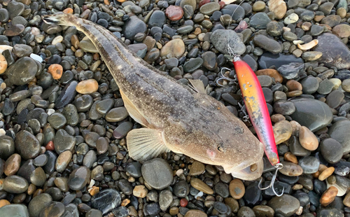 マゴチの釣果