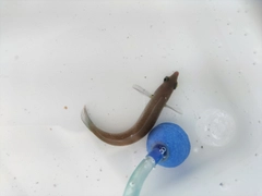 ベラの釣果