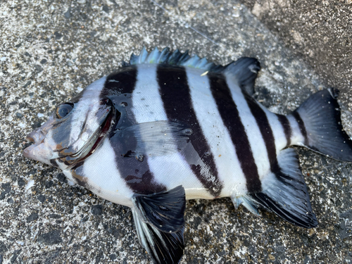 サンバソウの釣果