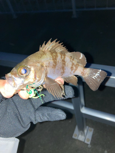 シロメバルの釣果