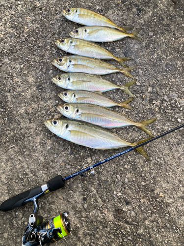 アジの釣果